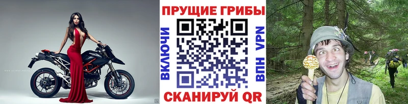 хочу Славгород Галлюциногенные грибы Cubensis